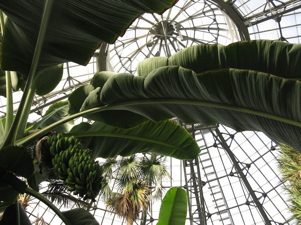 Bananas in palm house at allan gardens