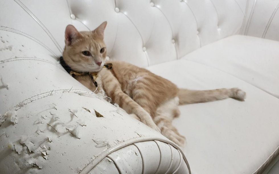 Bc renters security and pet damage deposits