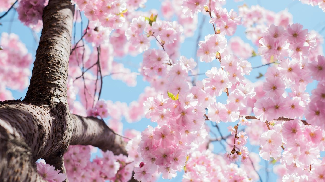 Cherry Blossoms High Park