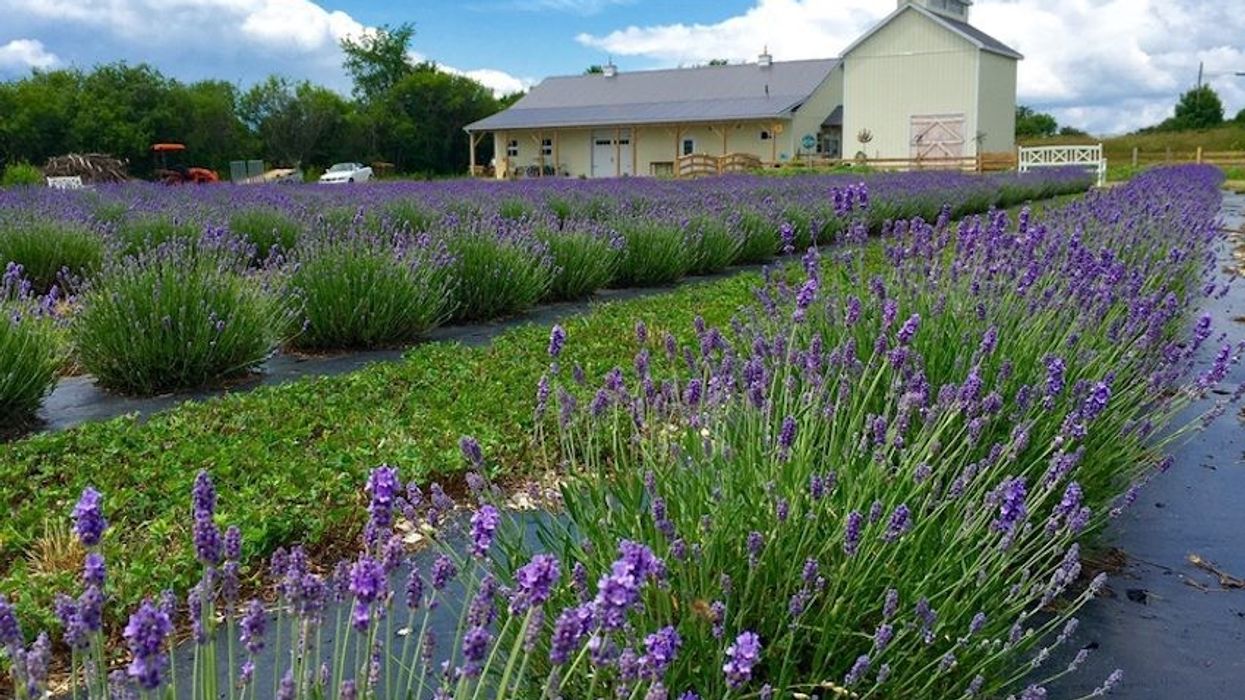Prince Edward County's Popular Lavender Field Just Hit the Market