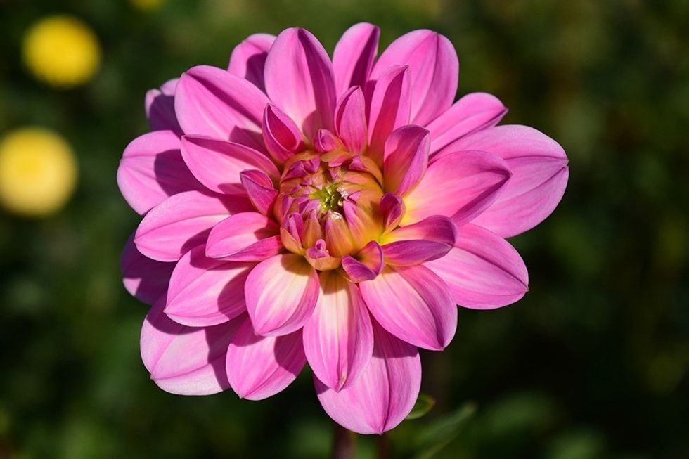 Dahlia2