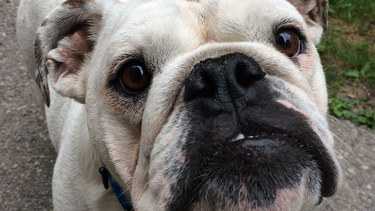 dog-in-a-toronto-apartment