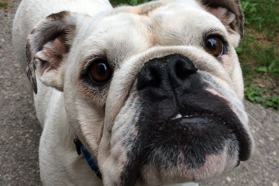 dog-in-a-toronto-apartment