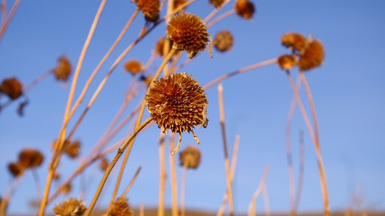garden-for-the-winter