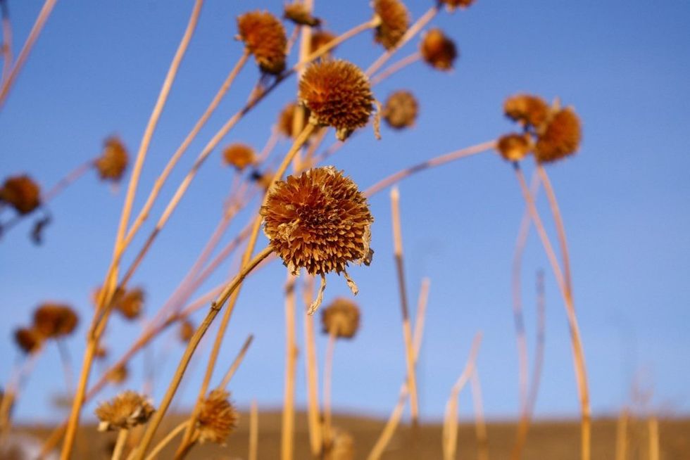 garden-for-the-winter