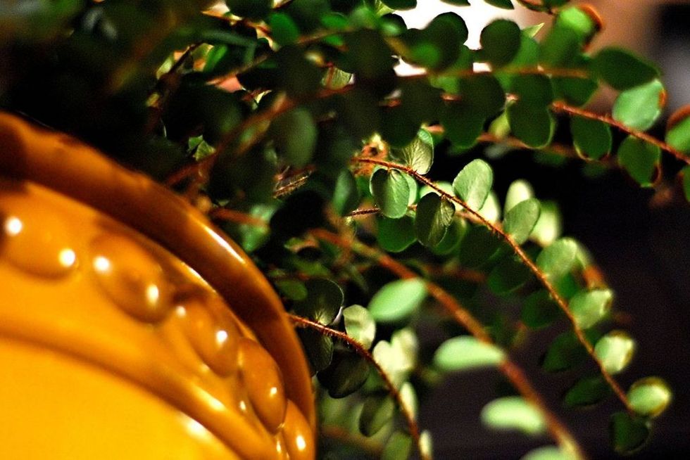 gardening-for-the-winter-potted-fern