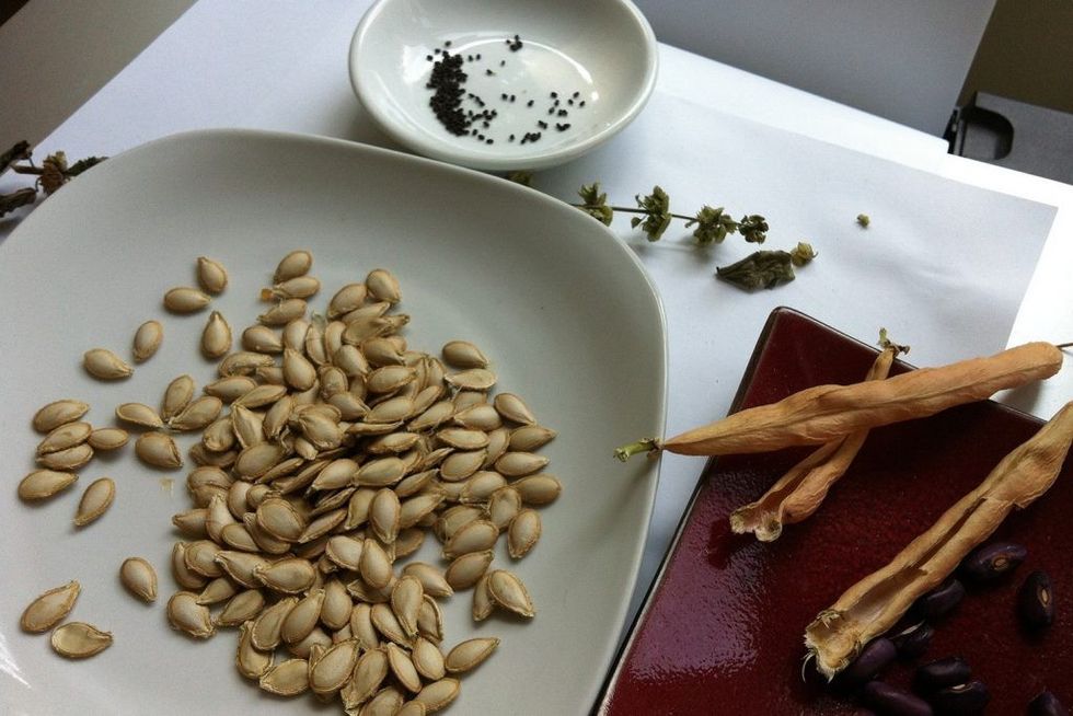 gardening-for-the-winter-seed-saving