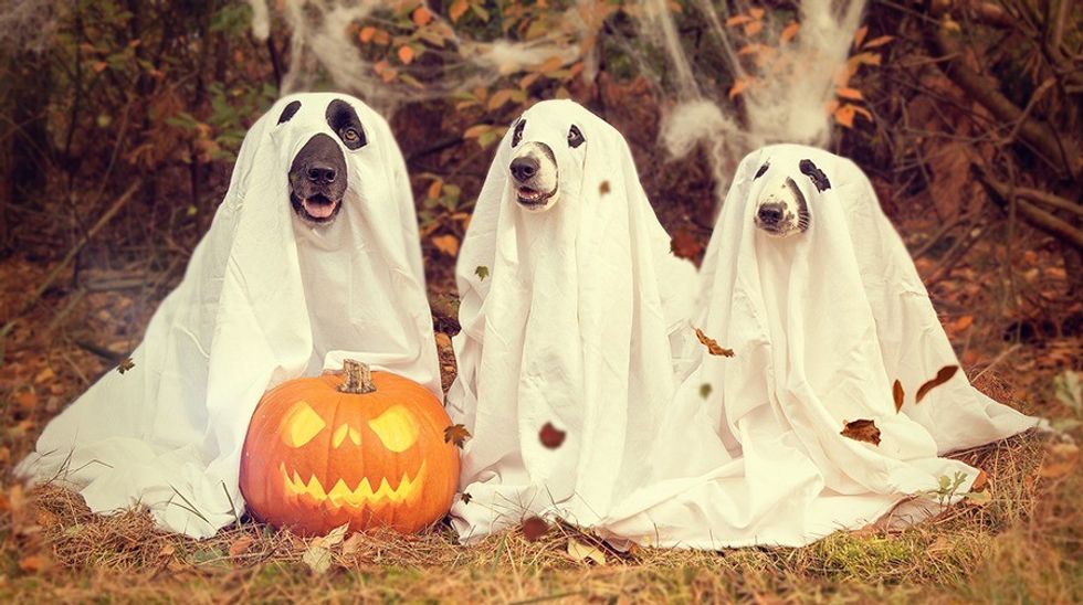 Halloweendogs 1
