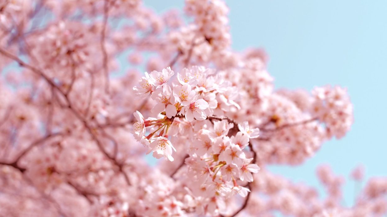 High Park Cherry Blossom