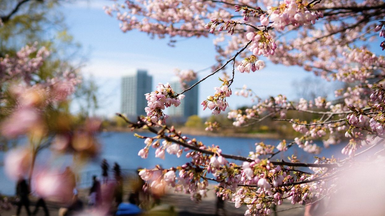 high park cherry blossoms