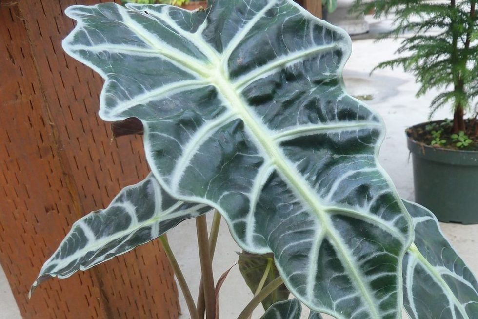 Home green home (Source: NC Cooperative Extension Horticulture)