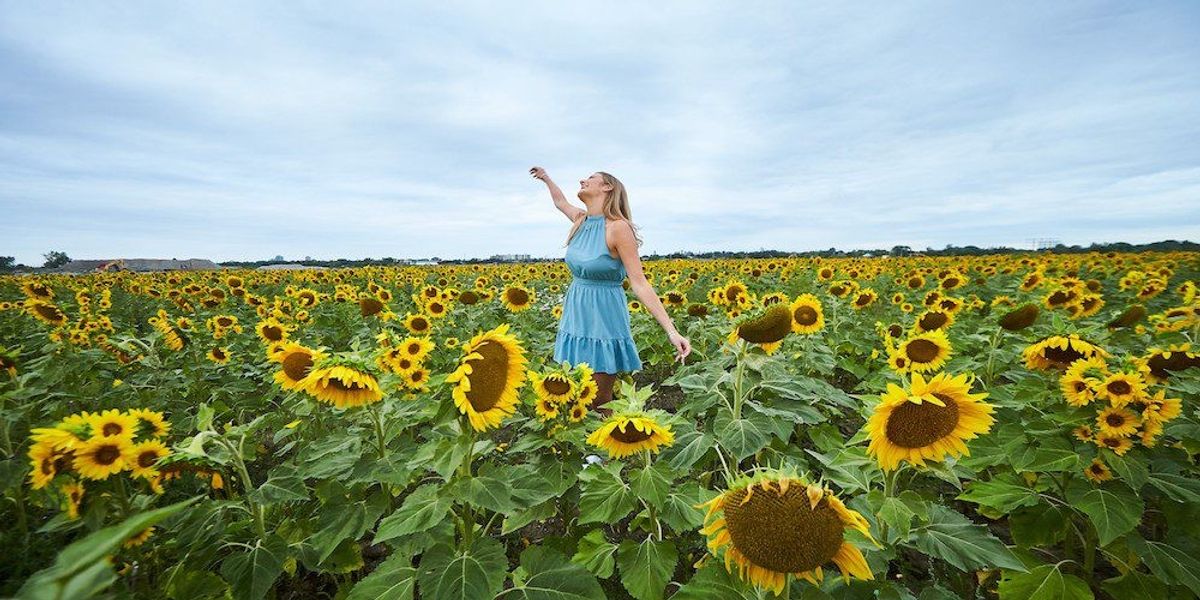 Sunflower Winston Churchill