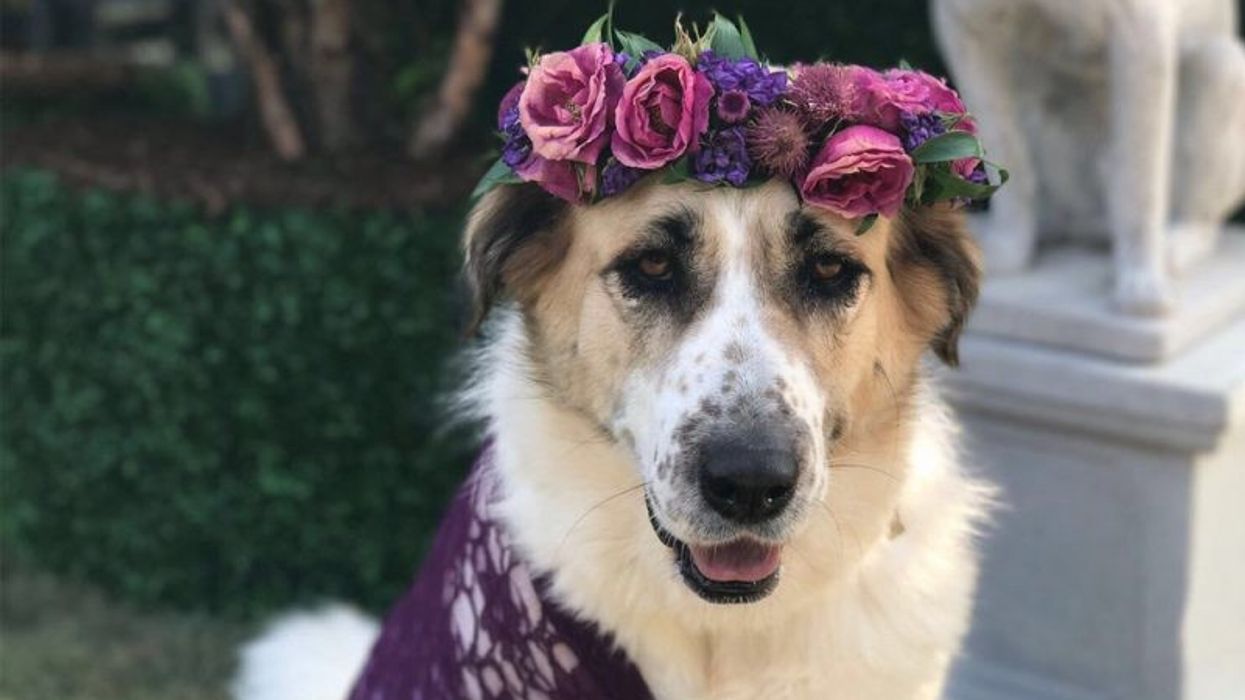 Let's Find These Wonderful Pets Homes For National Adopt A Shelter Pet Day