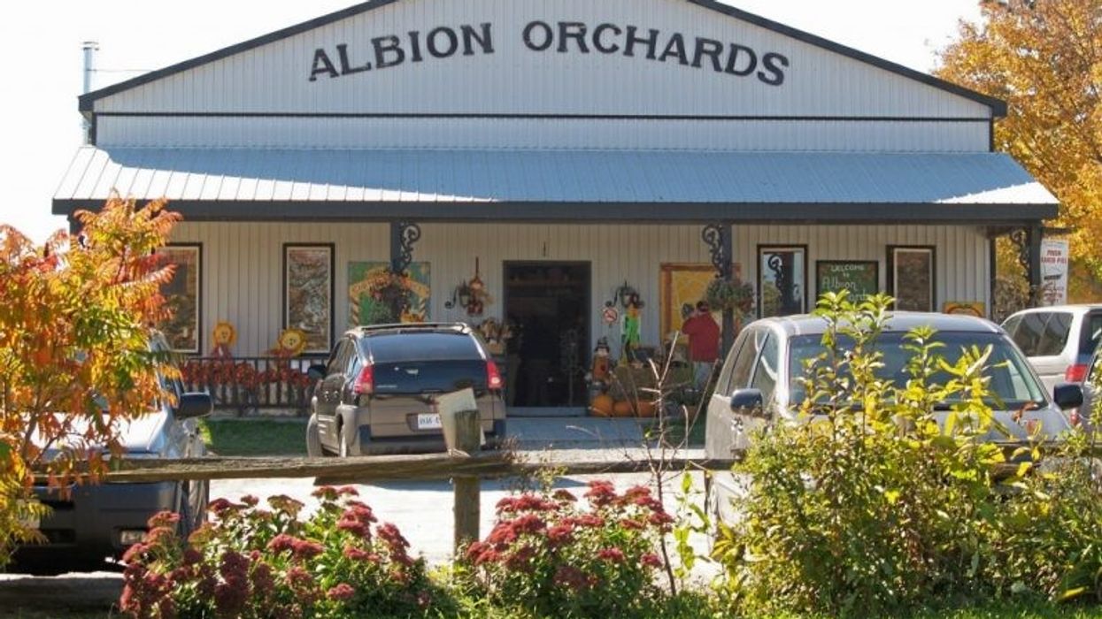 Here Are The Best Pumpkin Patches Near Toronto