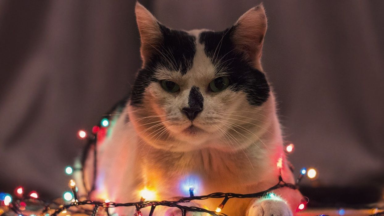 Tips For Pet Safe Holiday Decor (And One To Save Your Decor From Pets)