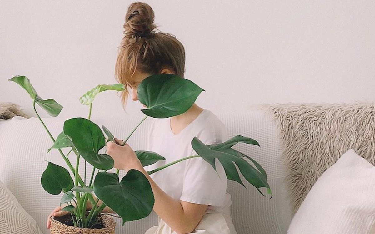 low-maintenance plants