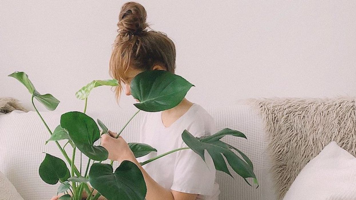 low-maintenance plants