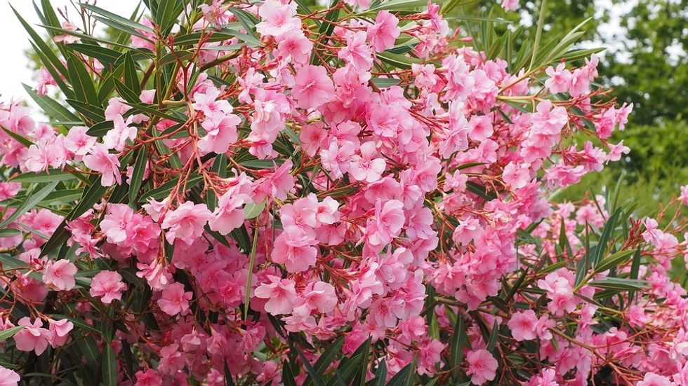 Oleander 1521525 960 720