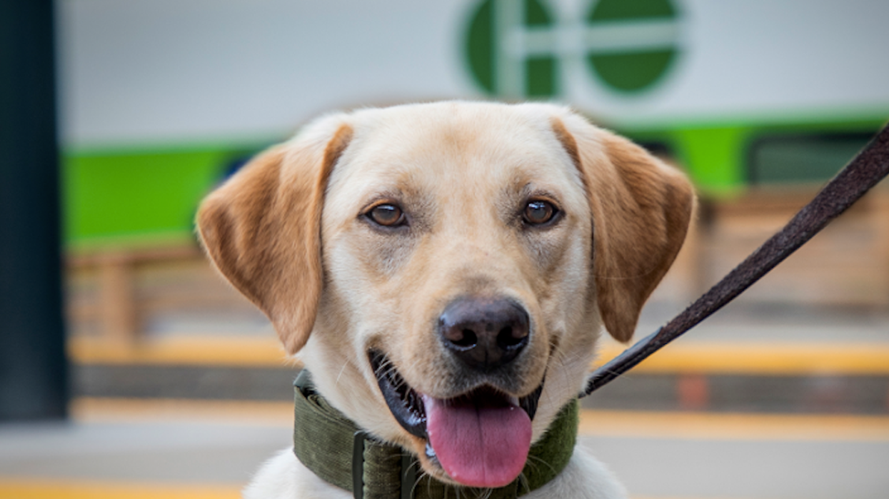 Dash The Bomb-Sniffing Dog Is On The Job At Union Station