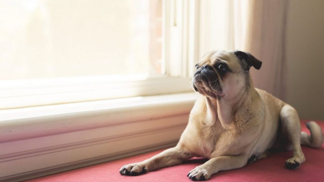 Real Estate News - Pet Ban