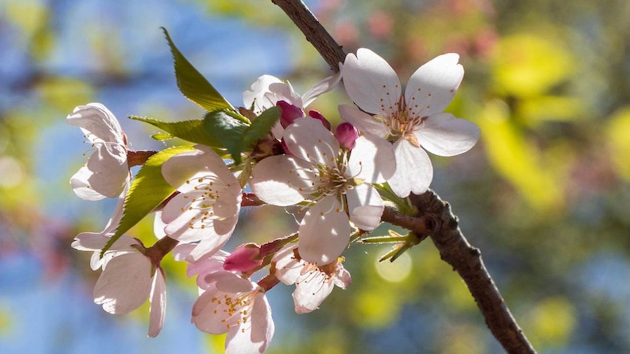 sakura season