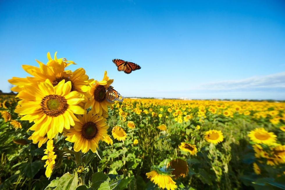 Sunflowers 1 1024x683