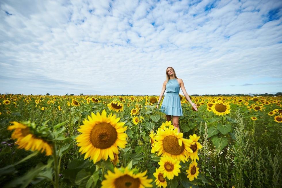 Sunflowers 3 1024x683
