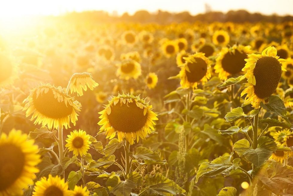 sunflowers