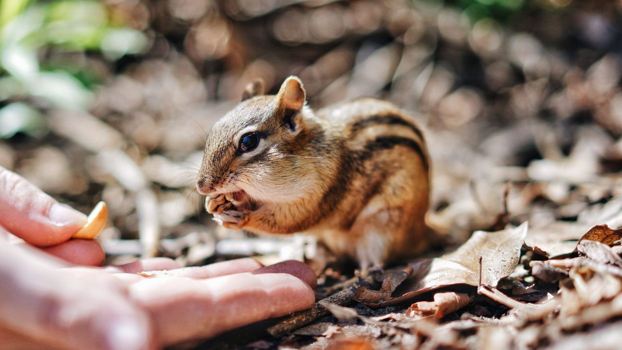 Things To Do In Toronto