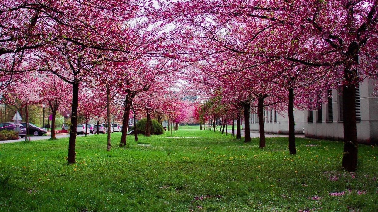 Toronto Cherry Blossoms