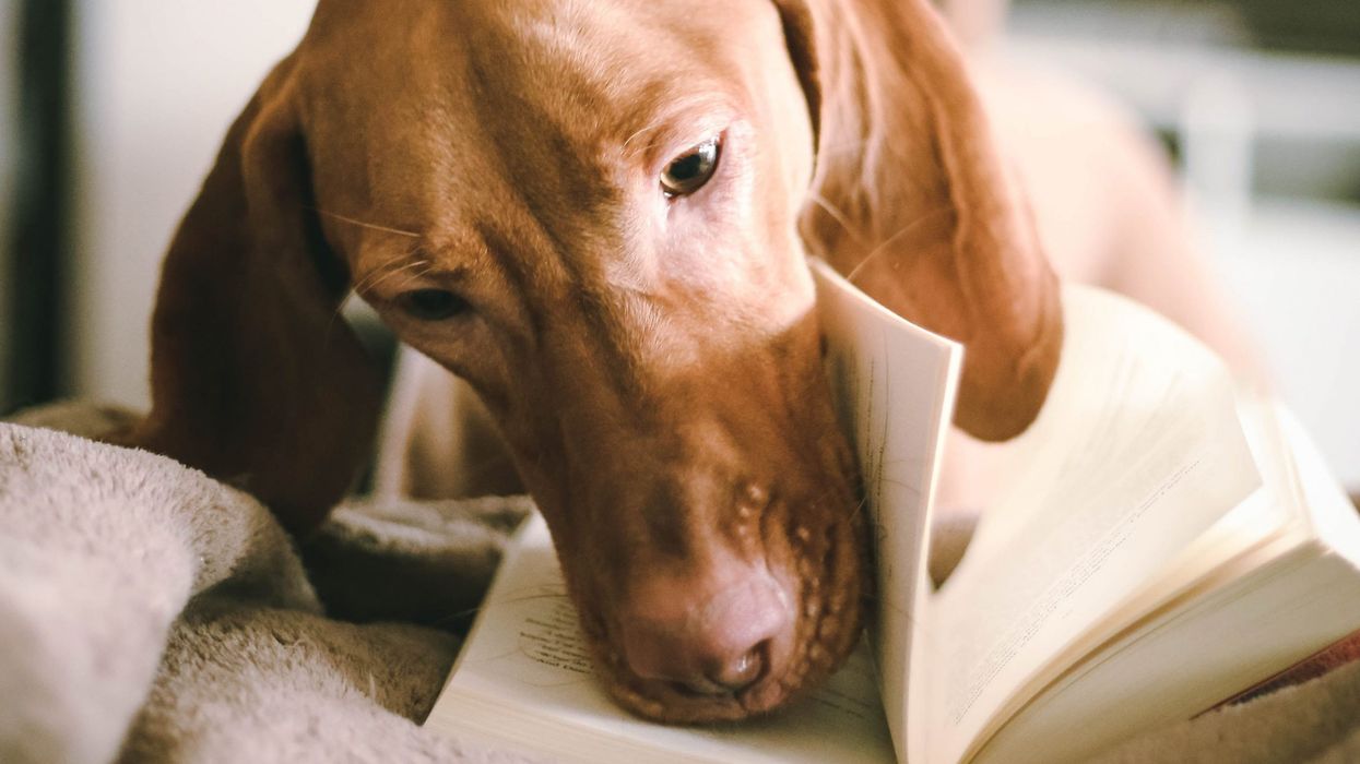Toronto Humane Society Reading Buddies