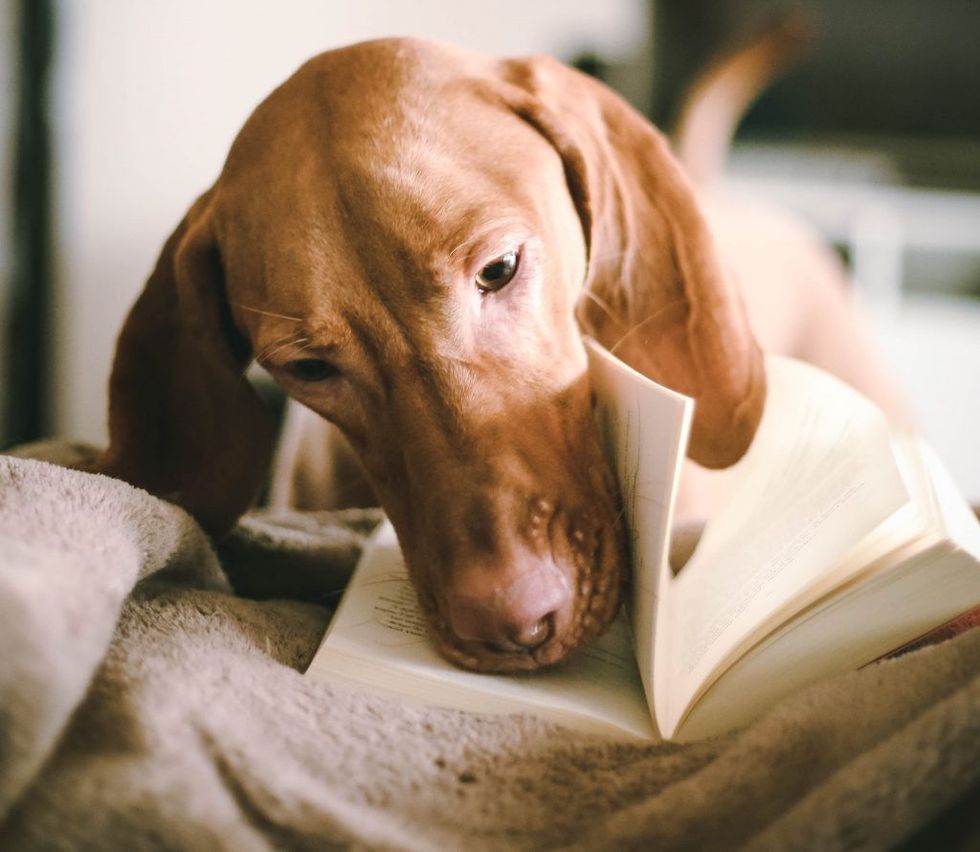 Toronto Humane Society Reading Buddies