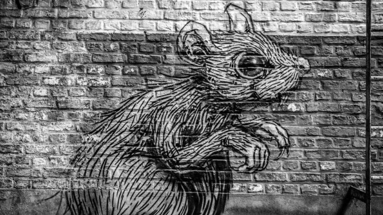 Toronto Rat Infestation