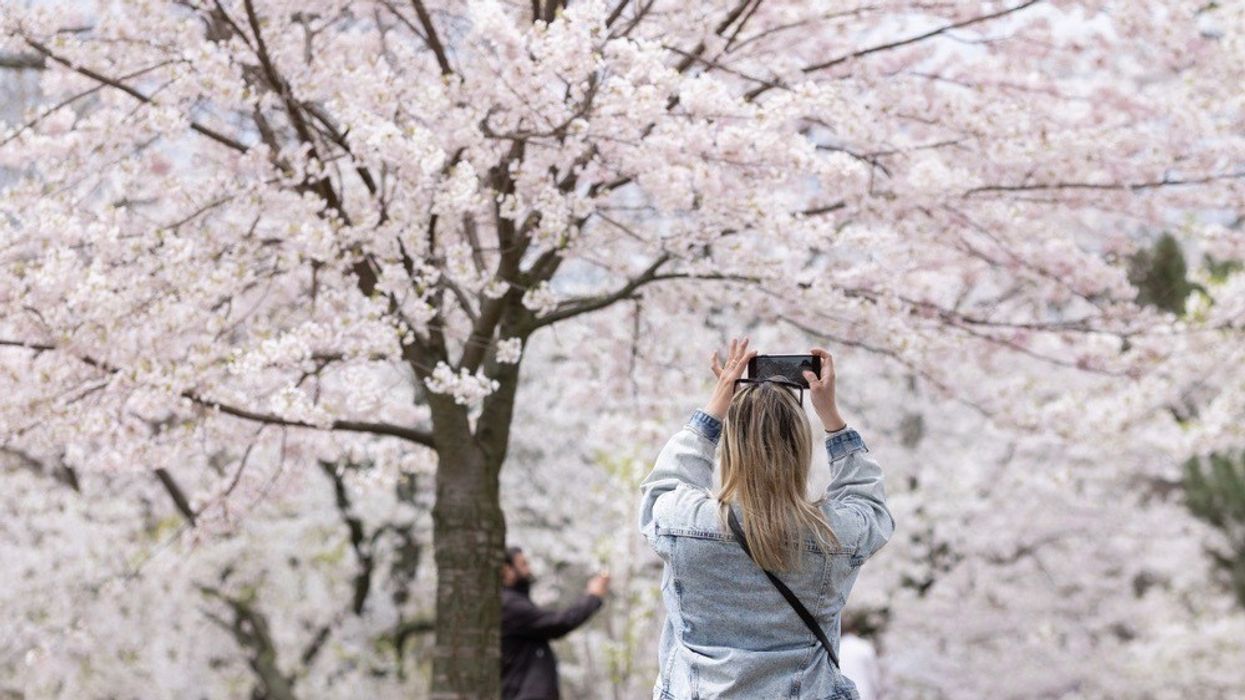 torontos cherry blossoms