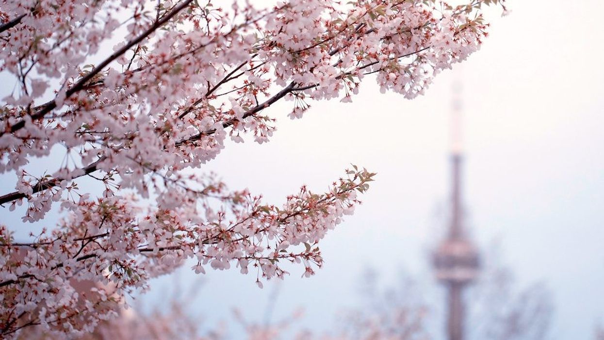 torontos cherry blossoms