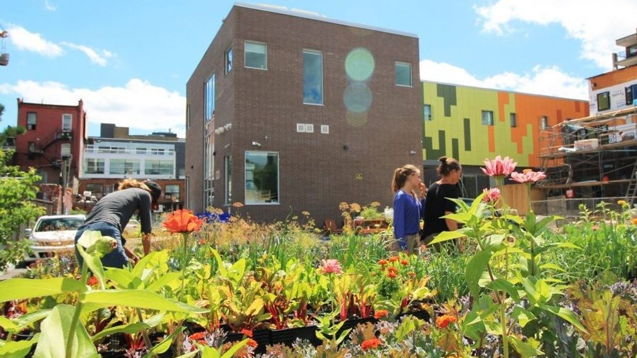 Urban farming in Toronto