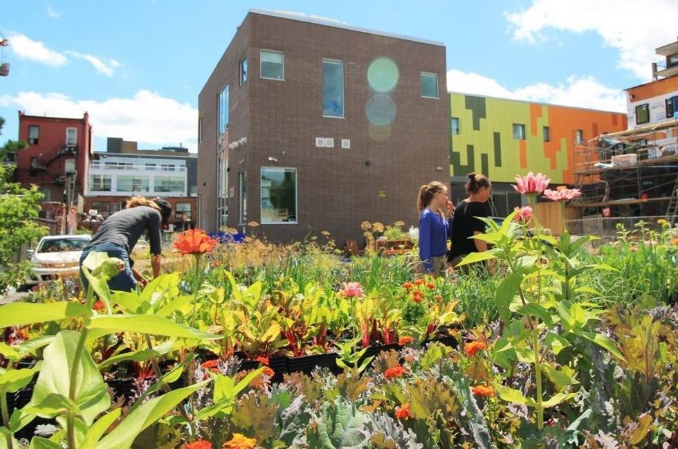 Urban farming in Toronto