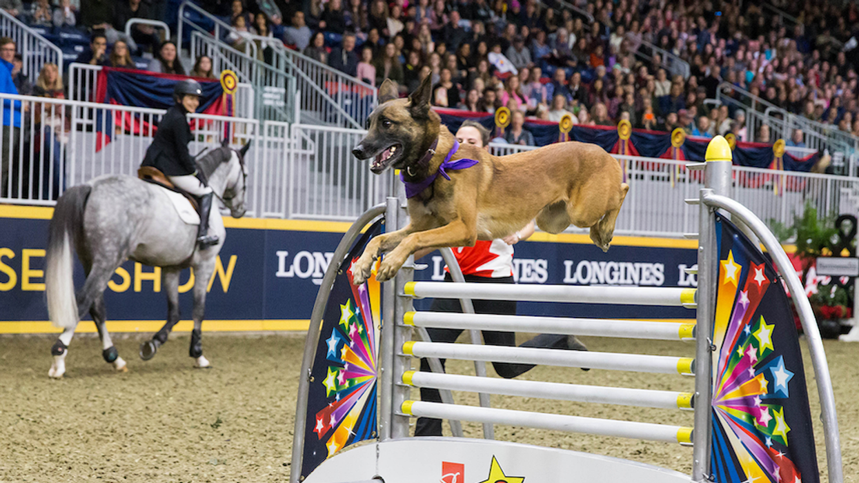 What to do in Toronto November 4-6