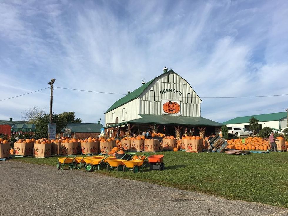 Here Are The Best Pumpkin Patches Near Toronto