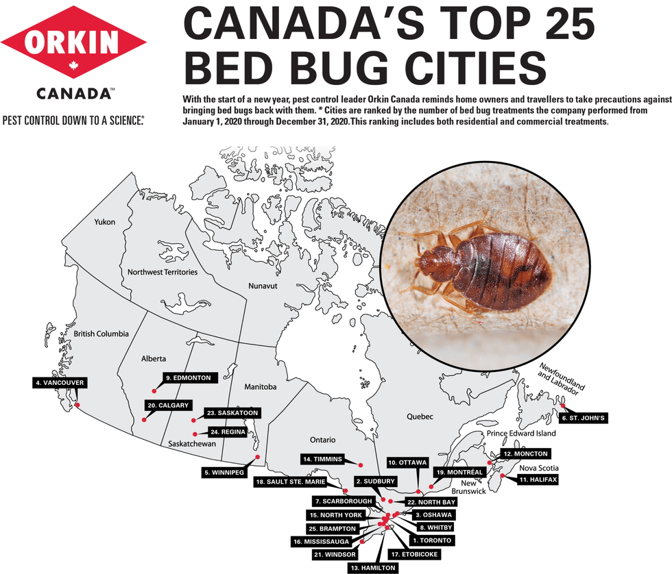 Toronto Ranked Worst City In Canada Again For Bed Bugs Storeys