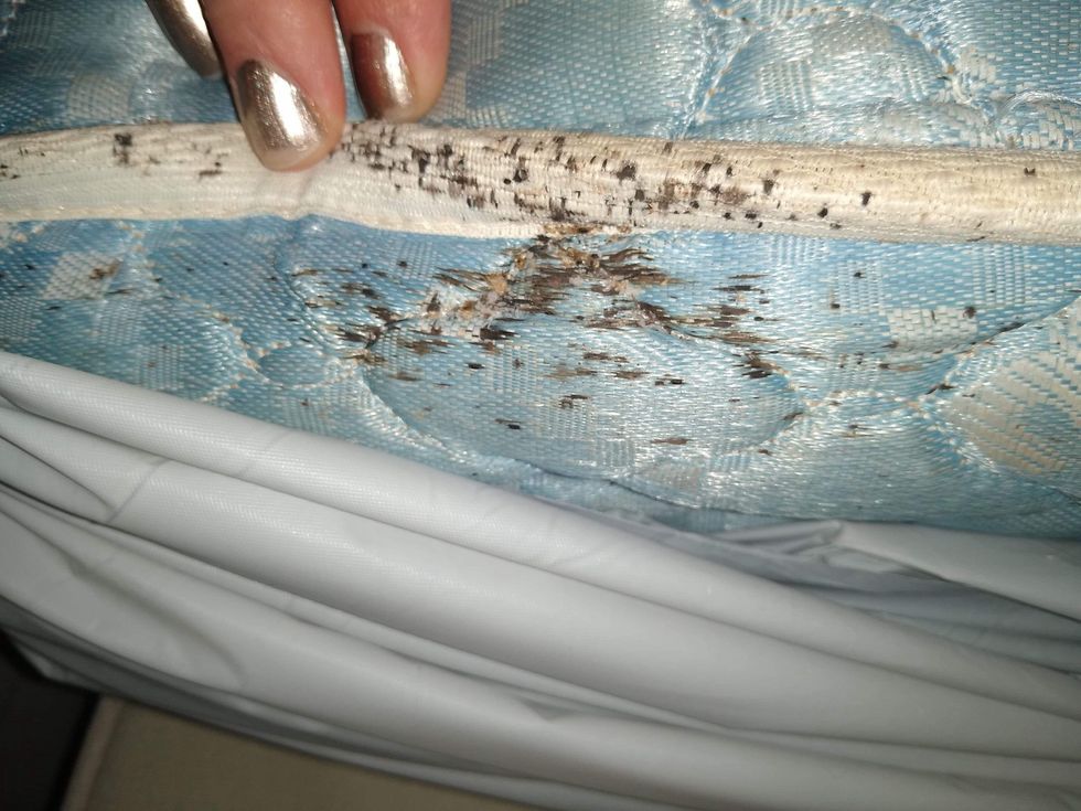 bed bugs