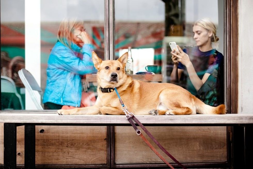  Dog Friendly Restaurants With Outdoor Seating Near Me 34 Dog Friendly 