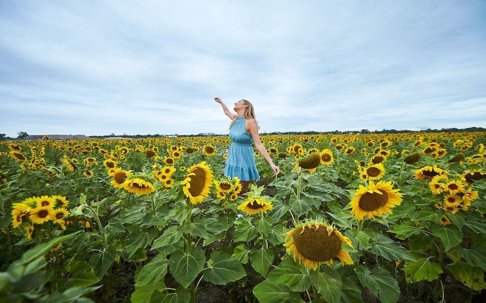 Mississauga Development Has Over 1 Million Sunflowers You Can Visit